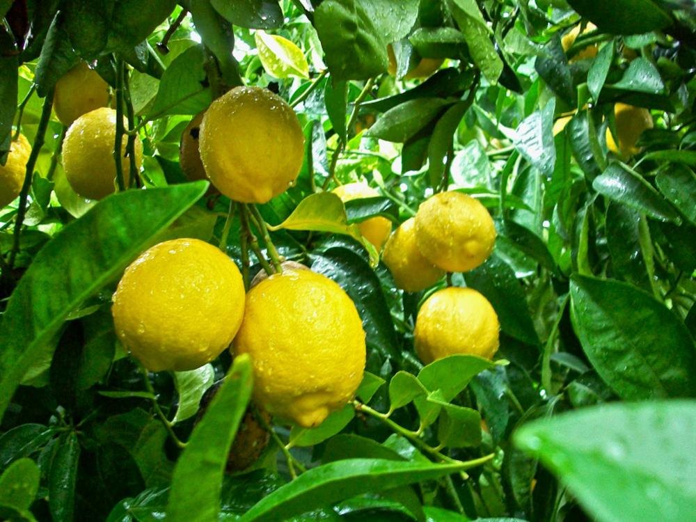 Kagzi Lime Seeds for Planting – Grow Authentic Indian Lemons at Home