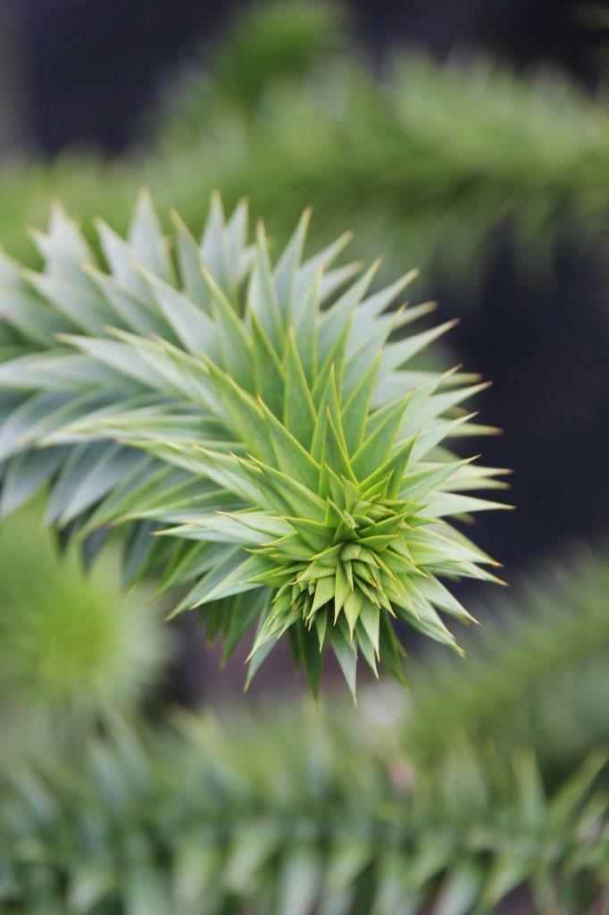 Araucaria Araucana-Samen zum Anpflanzen: Ihr Leitfaden zum Anbau und zur Pflege des ikonischen Araukarienbaums in Ihrem Garten