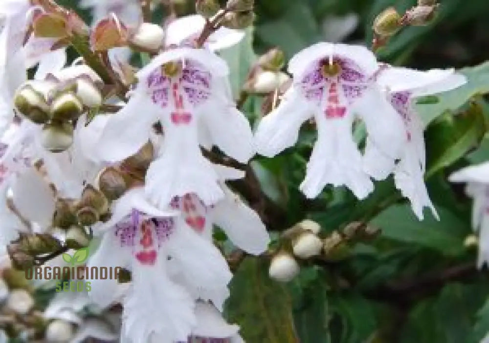 Prostanthera Lasianthos Flower Seeds For Planting Cultivating Beautifully Fragrant Blooms For Your