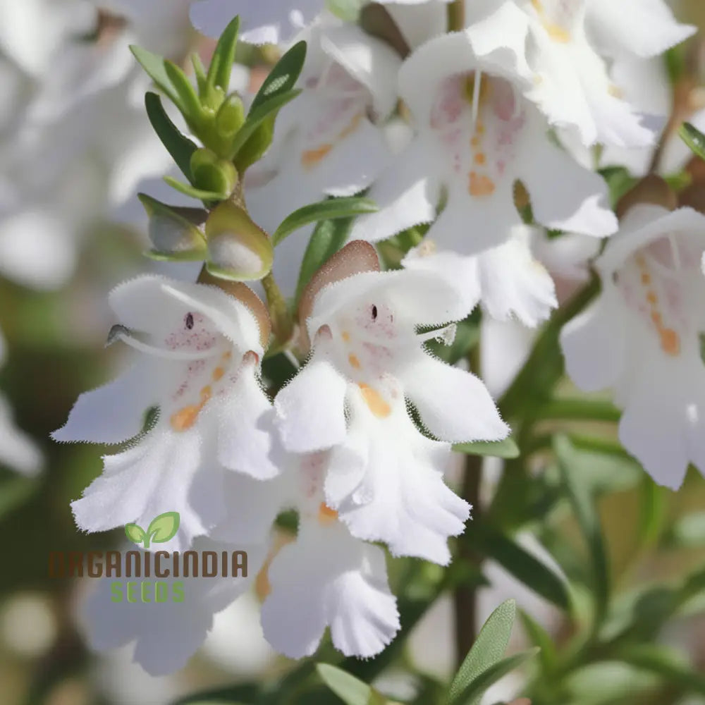 Prostanthera Lasianthos Flower Seeds For Planting Cultivating Beautifully Fragrant Blooms For Your