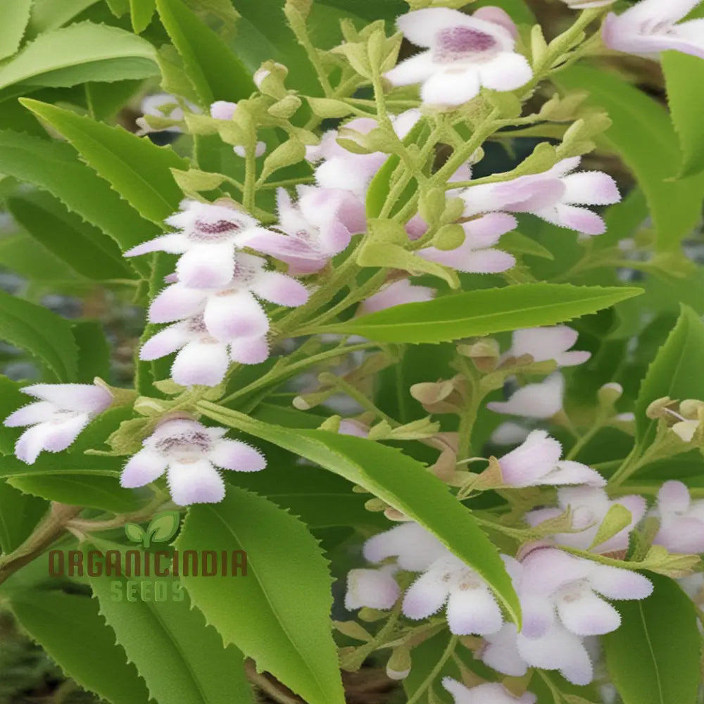 Prostanthera Lasianthos Flower Seeds For Planting Cultivating Beautifully Fragrant Blooms For Your