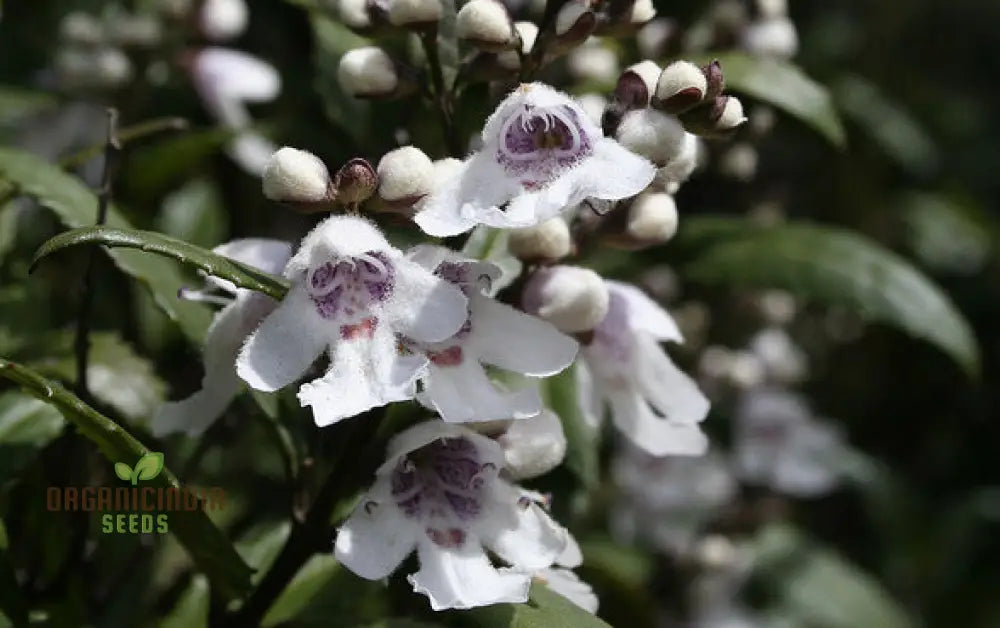 Prostanthera Lasianthos Flower Seeds For Planting Cultivating Beautifully Fragrant Blooms For Your