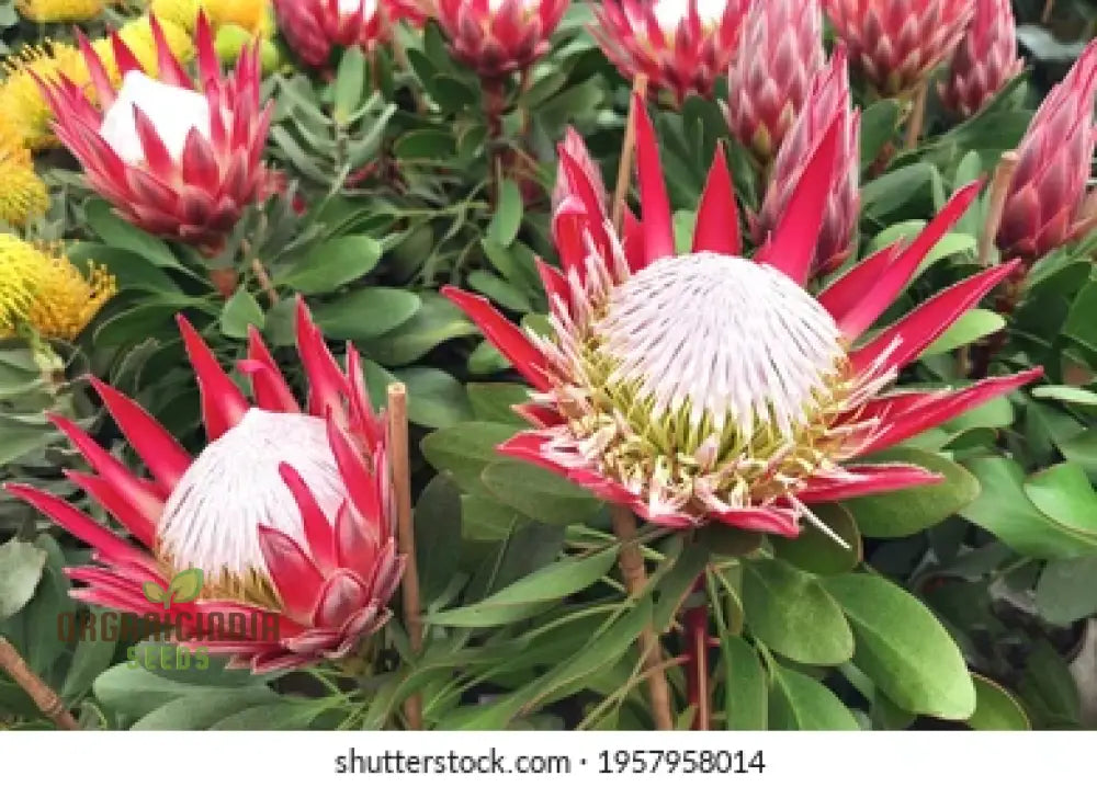 Protea Cynaroides Seeds - Grow The Majestic King In Your Garden