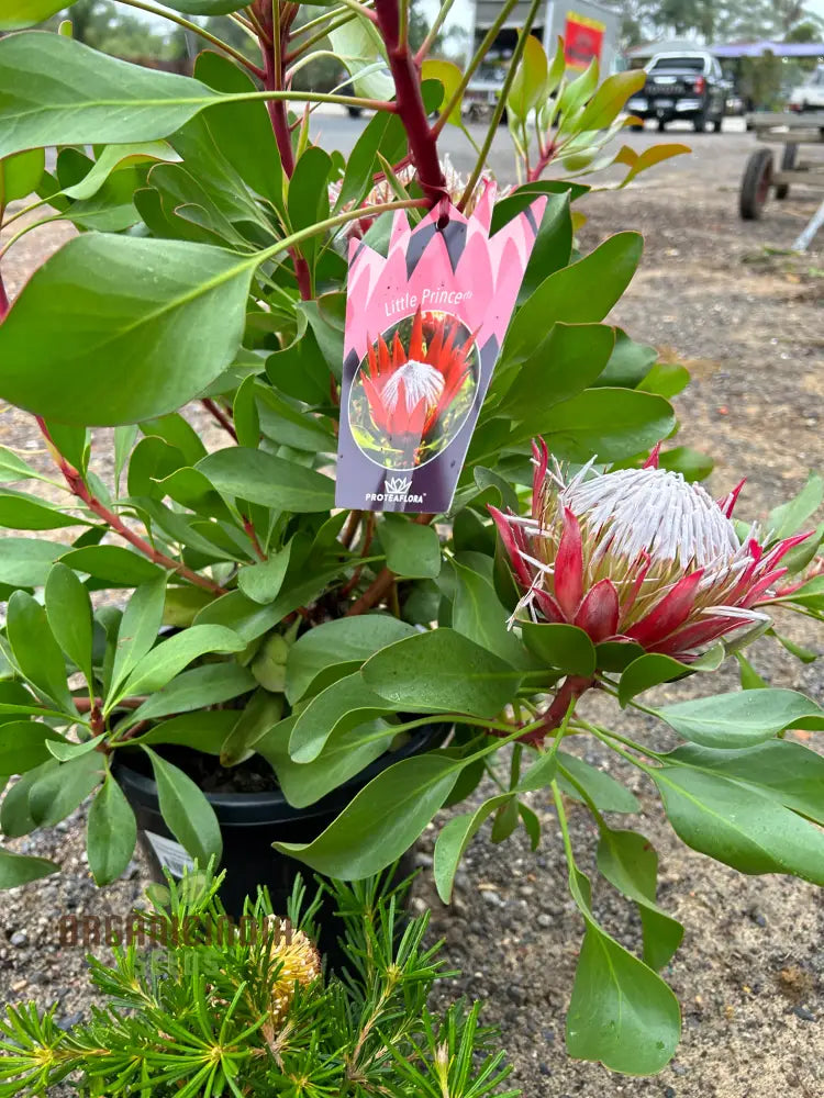 Protea Cynaroides Seeds - Grow The Majestic King In Your Garden