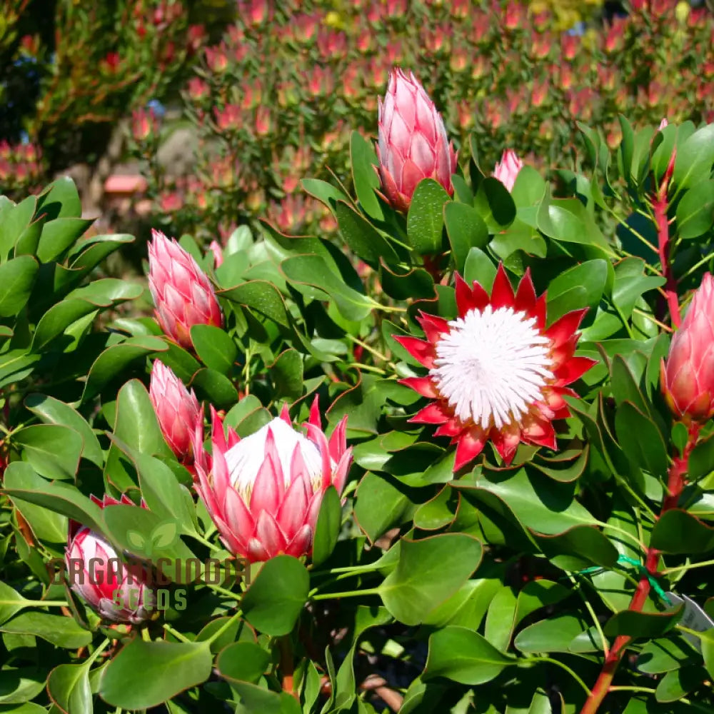 Protea Cynaroides Seeds - Grow The Majestic King In Your Garden