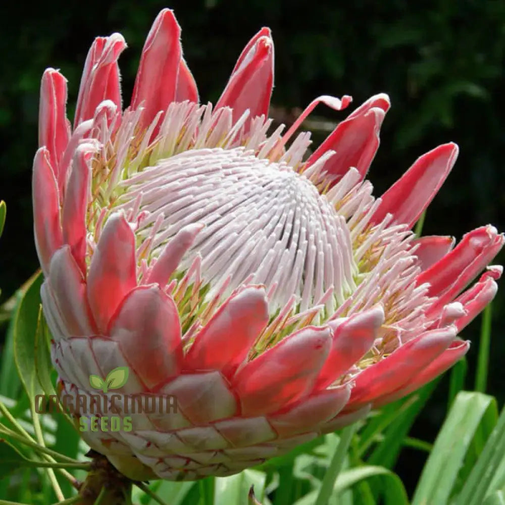 Protea Cynaroides Seeds - Grow The Majestic King In Your Garden