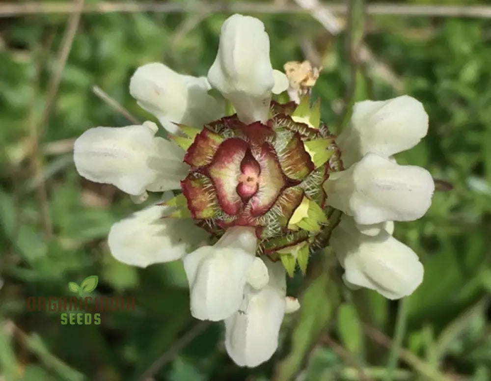 Prunella Laciniata Flower Seeds For Planting Adding Unique Texture And Beauty To Your Garden