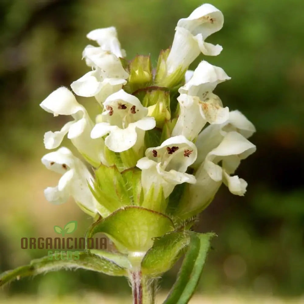 Prunella Laciniata Flower Seeds For Planting Adding Unique Texture And Beauty To Your Garden