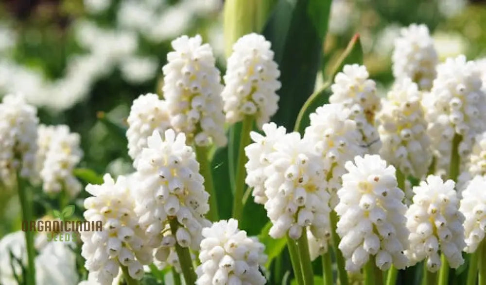 Pseudomuscari Azureum Alba Flower Seeds For Planting Stunning Blue And White Blooms For Your Garden