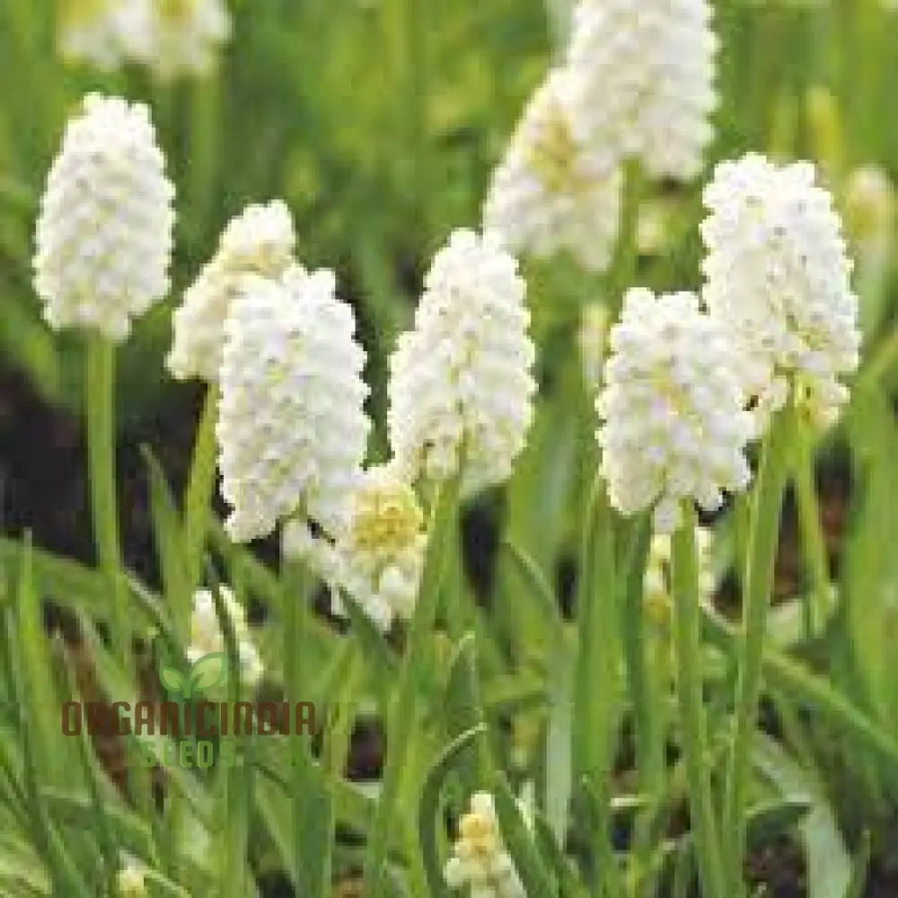 Pseudomuscari Azureum Alba Flower Seeds For Planting Stunning Blue And White Blooms For Your Garden