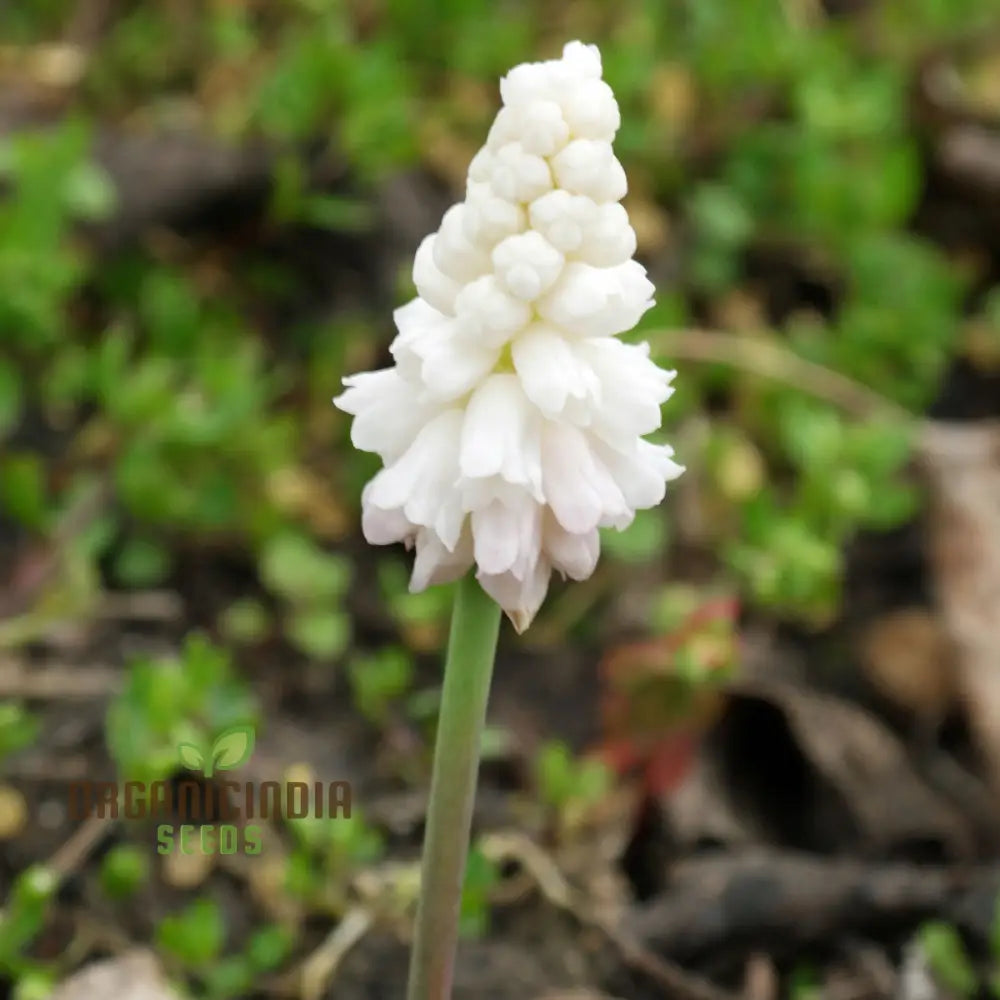 Pseudomuscari Azureum Alba Flower Seeds For Planting Stunning Blue And White Blooms For Your Garden