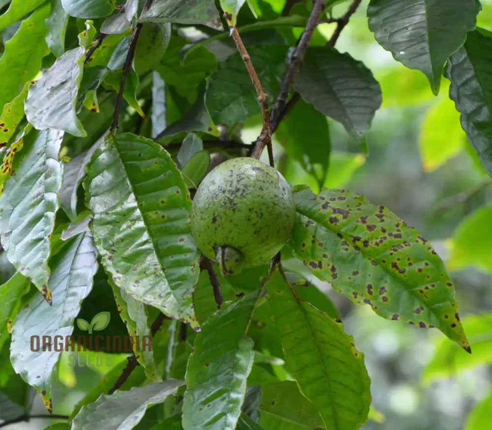 Psidium Acutangulum (Guava) Fruit Seeds For Planting Growing Exotic And Flavorful Fruits