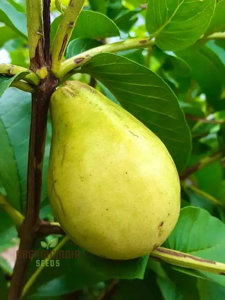 Psidium Acutangulum (Guava) Fruit Seeds For Planting Growing Exotic And Flavorful Fruits