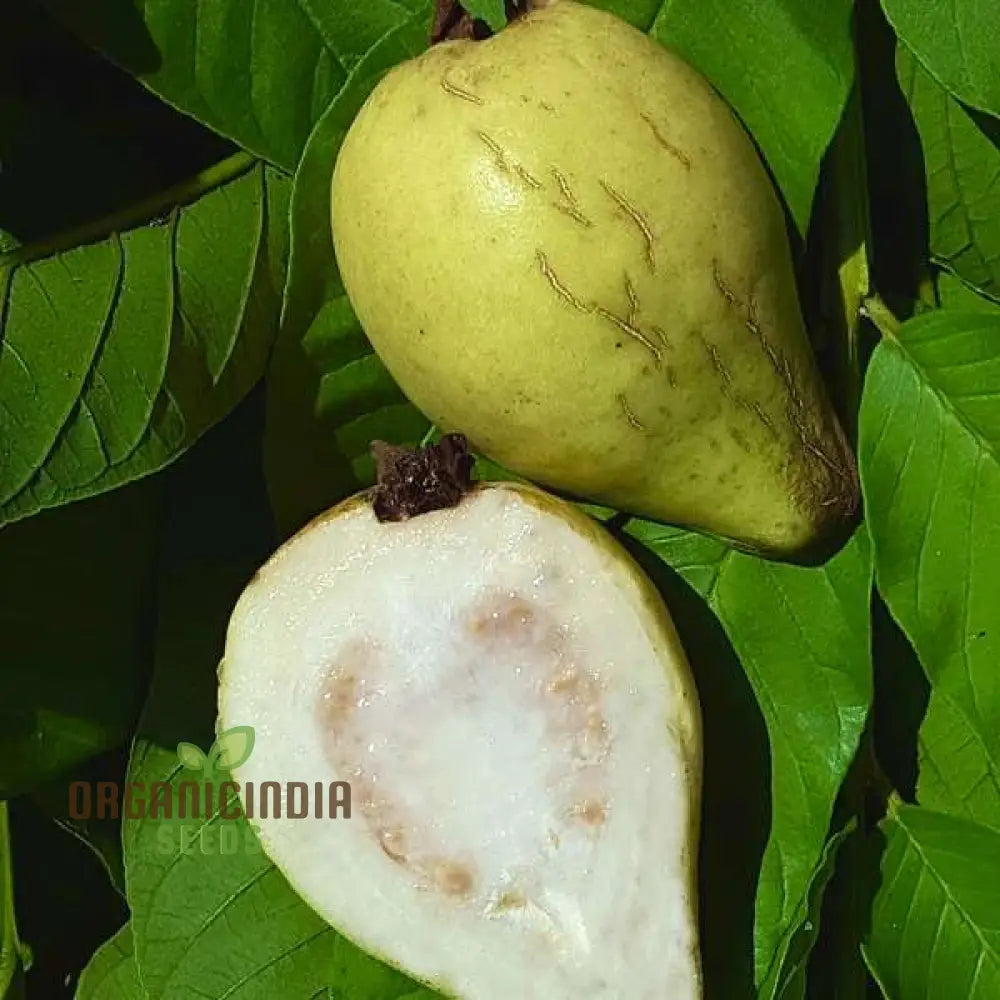 Psidium Acutangulum (Guava) Fruit Seeds For Planting Growing Exotic And Flavorful Fruits