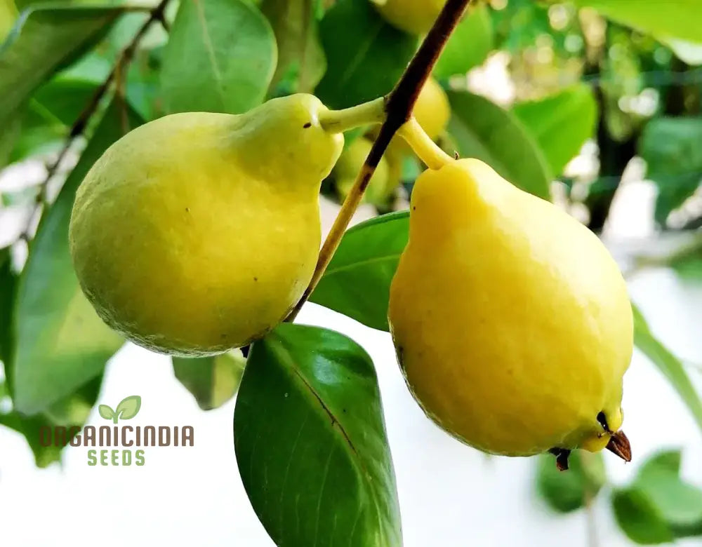 Psidium Acutangulum (Guava) Fruit Seeds For Planting Growing Exotic And Flavorful Fruits