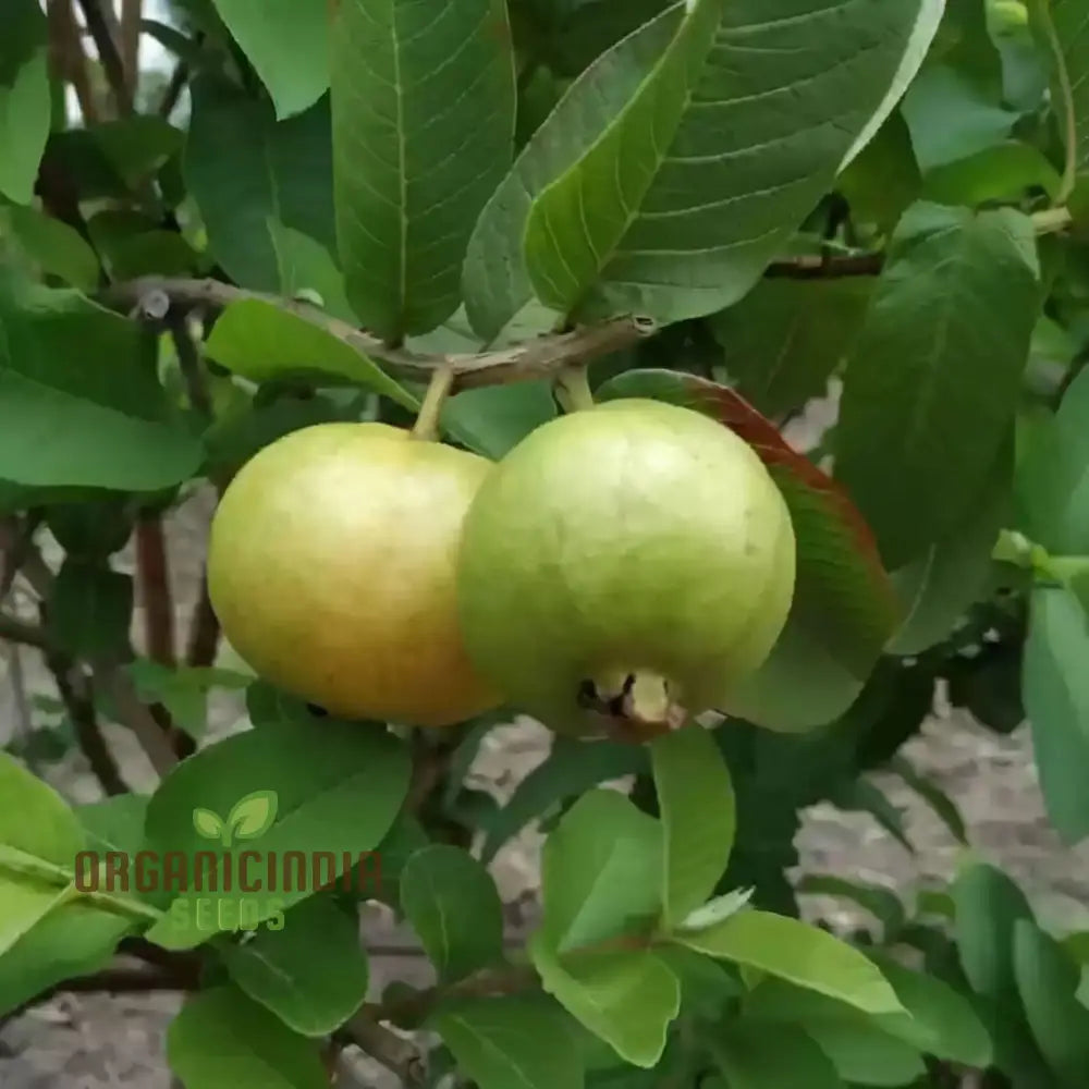 Psidium Guajava (Guava) Fruit Seeds Expert Planting And Gardening Guide For Abundant Nutritious