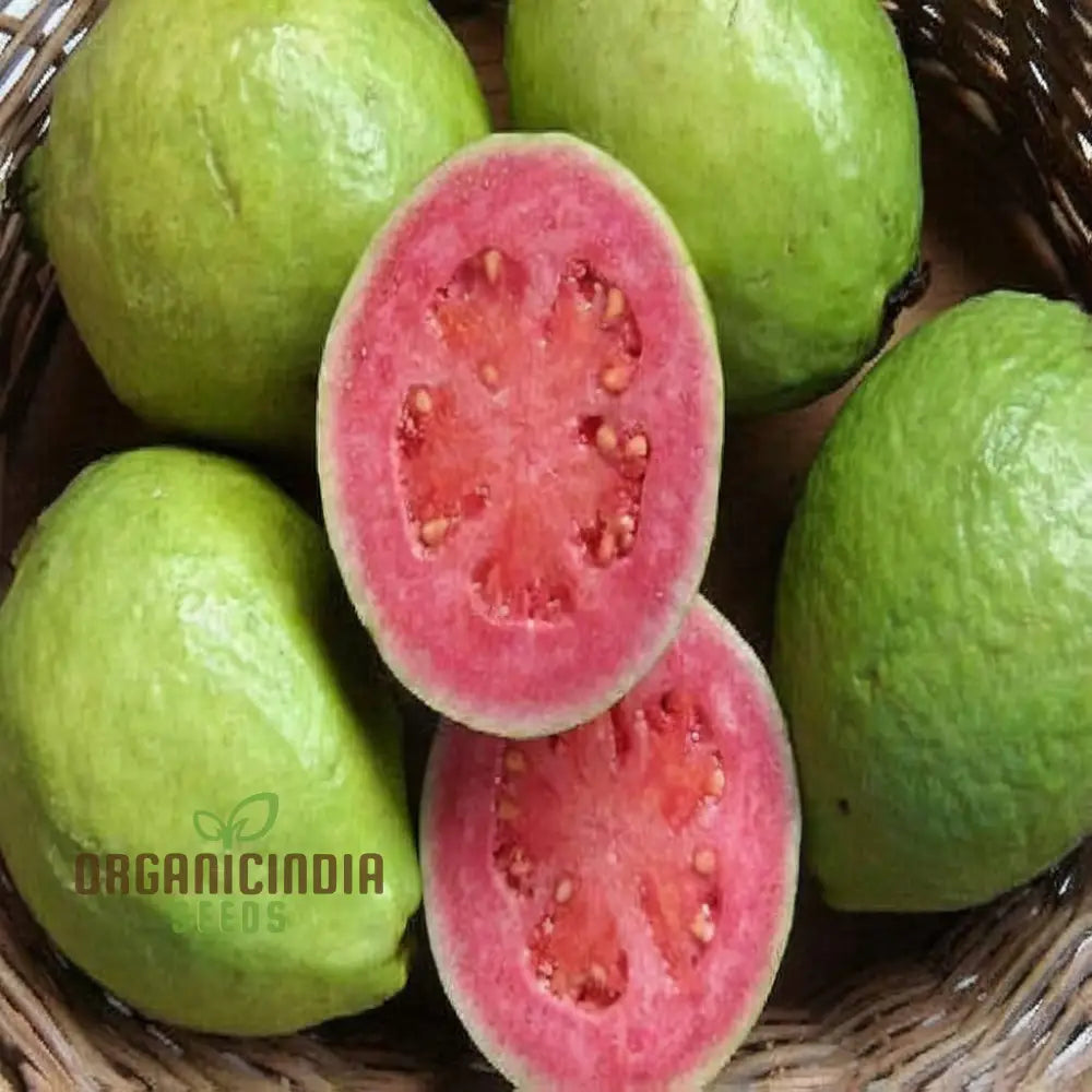 Psidium Guajava (Guava) Fruit Seeds Expert Planting And Gardening Guide For Abundant Nutritious