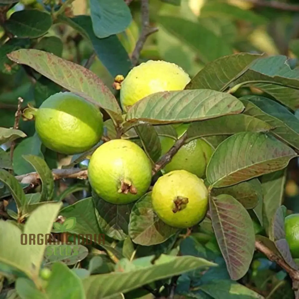 Psidium Guajava (Guava) Fruit Seeds Expert Planting And Gardening Guide For Abundant Nutritious