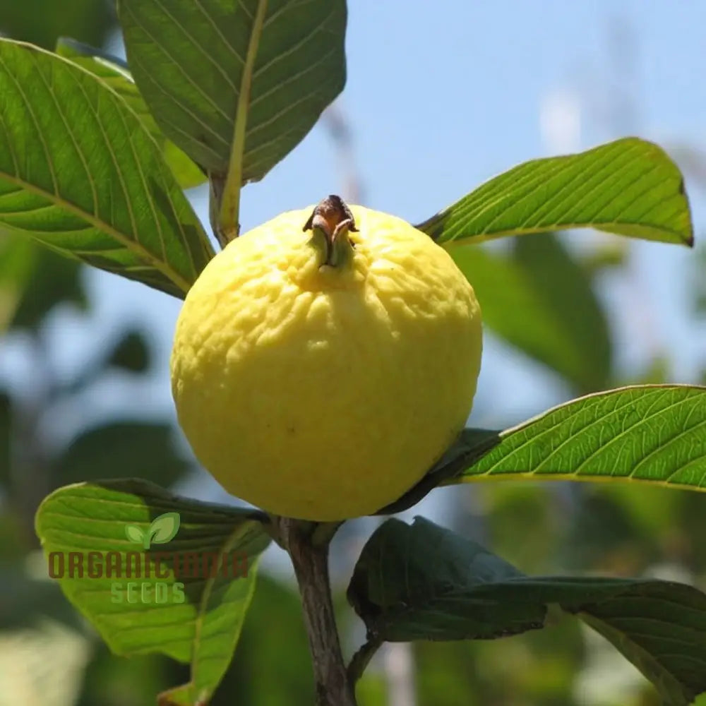 Psidium Guajava (Guava) Fruit Seeds Expert Planting And Gardening Guide For Abundant Nutritious