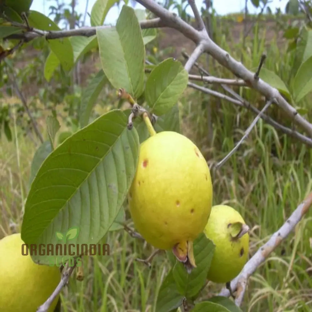 Psidium Guajava (Guava) Fruit Seeds Expert Planting And Gardening Guide For Abundant Nutritious