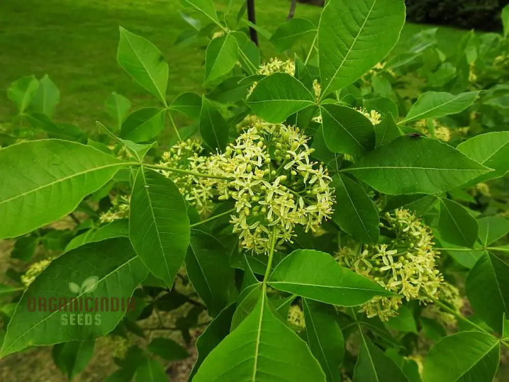 Ptelea Trifoliata Tree Seeds For Planting Cultivating Hardy And Ornamental Trees For Your Landscape