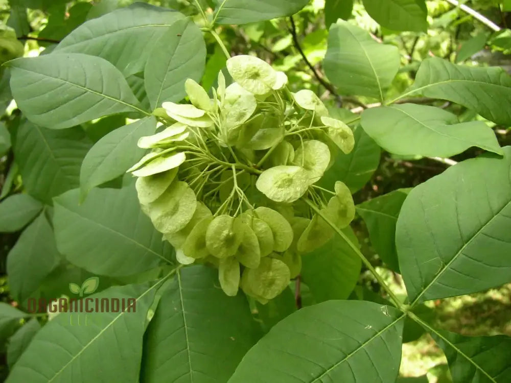 Ptelea Trifoliata Tree Seeds For Planting Cultivating Hardy And Ornamental Trees For Your Landscape