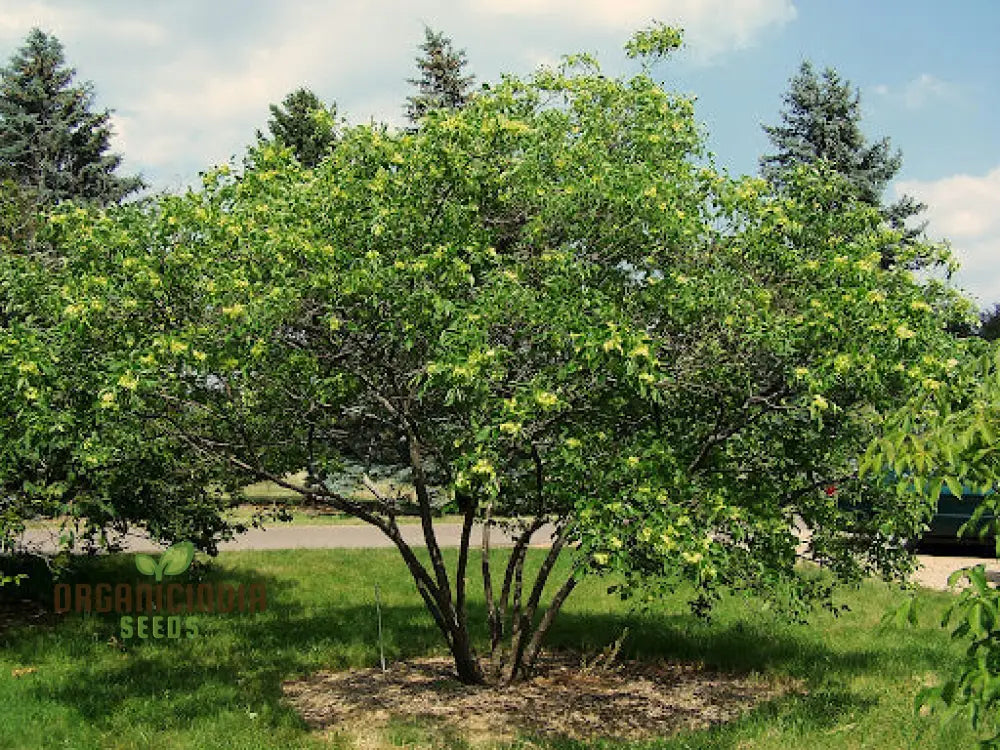 Ptelea Trifoliata Tree Seeds For Planting Cultivating Hardy And Ornamental Trees For Your Landscape