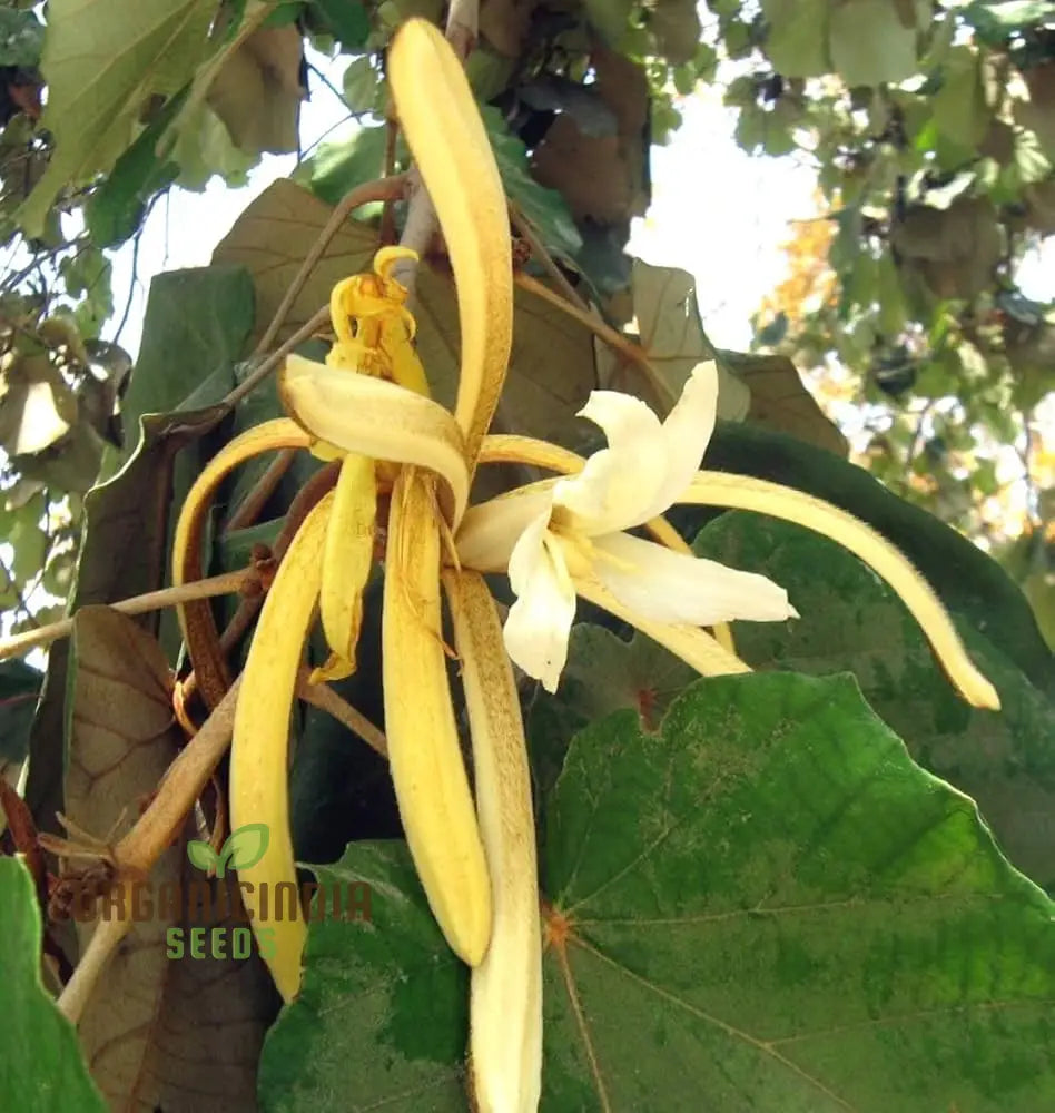 Pterospermum Acerifolium Tree Seeds For Planting Growing Majestic Trees With Maple-Like Leaves