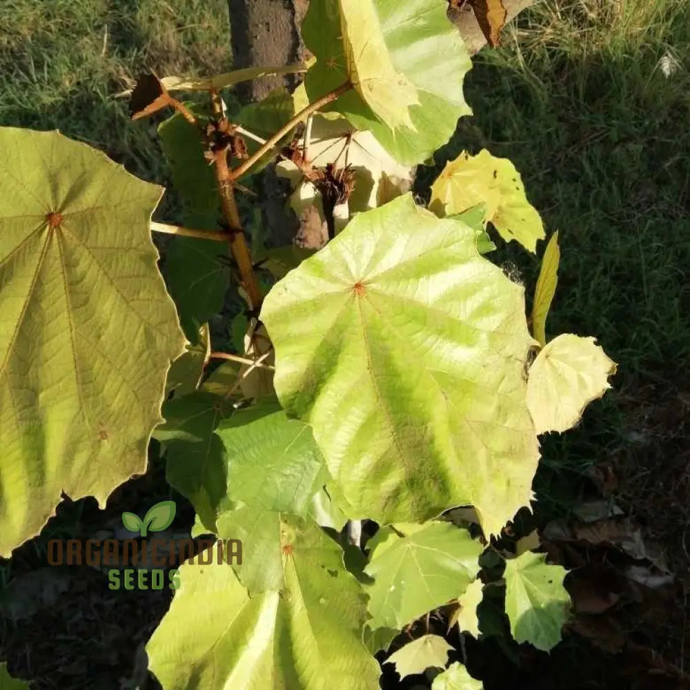 Pterospermum Acerifolium Tree Seeds For Planting Growing Majestic Trees With Maple-Like Leaves