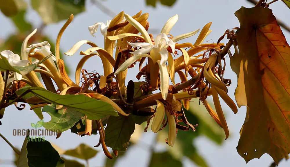 Pterospermum Acerifolium Tree Seeds For Planting Growing Majestic Trees With Maple-Like Leaves