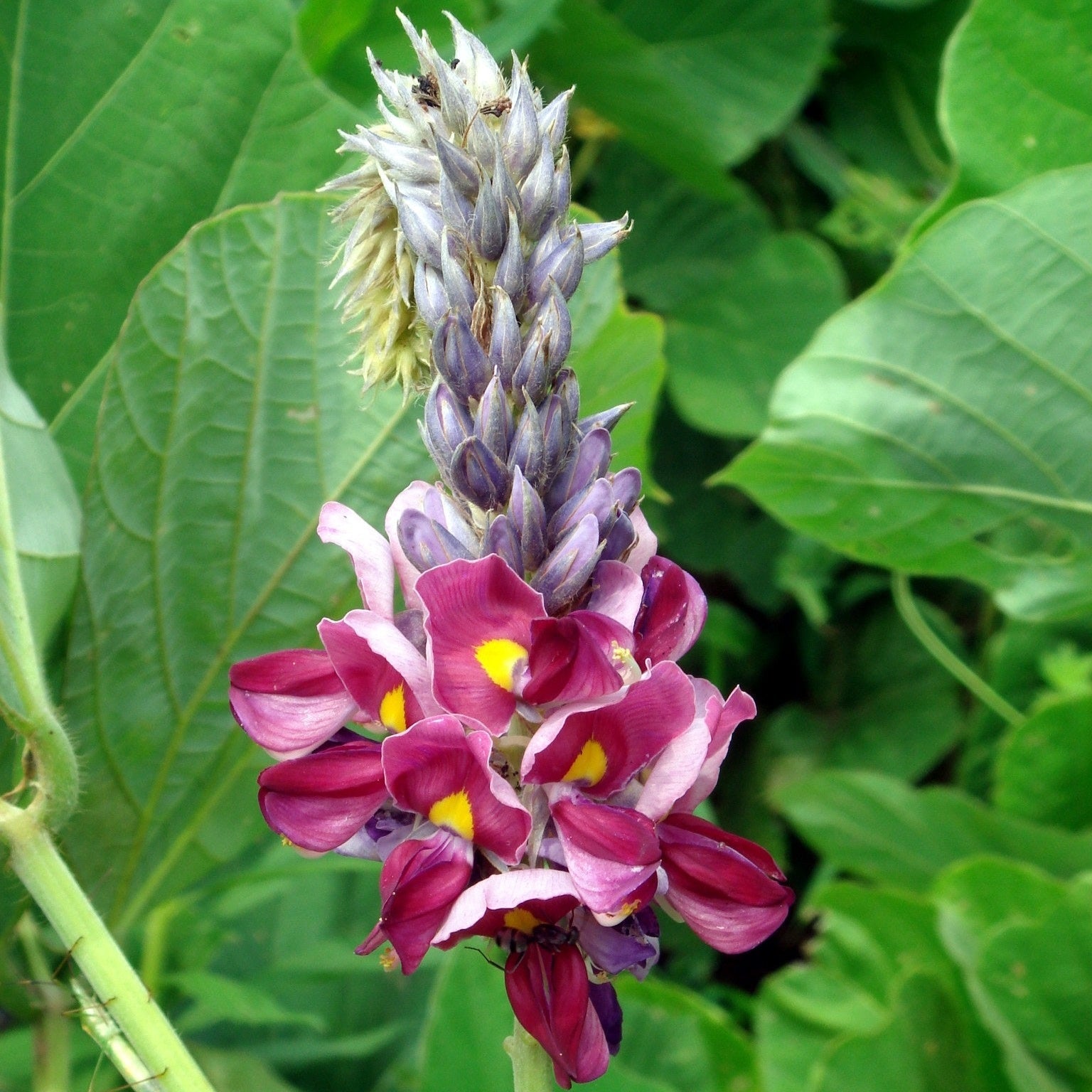 Cultivez votre jardin avec 20 graines de plantes Pueraria Lobata Kudzu : libérez la pureté de la nature !" 🌱🌿 