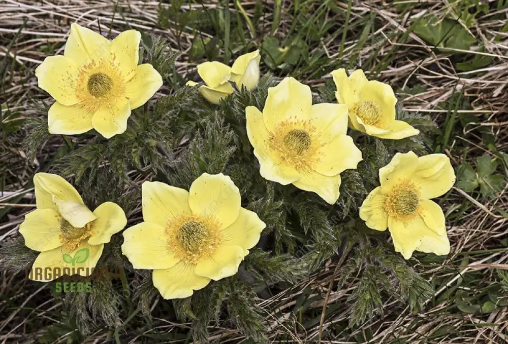 Pulsatilla Alpina Apiifolia Flower Seeds For Planting Alpine Beauty With Delicate Blooms For Your