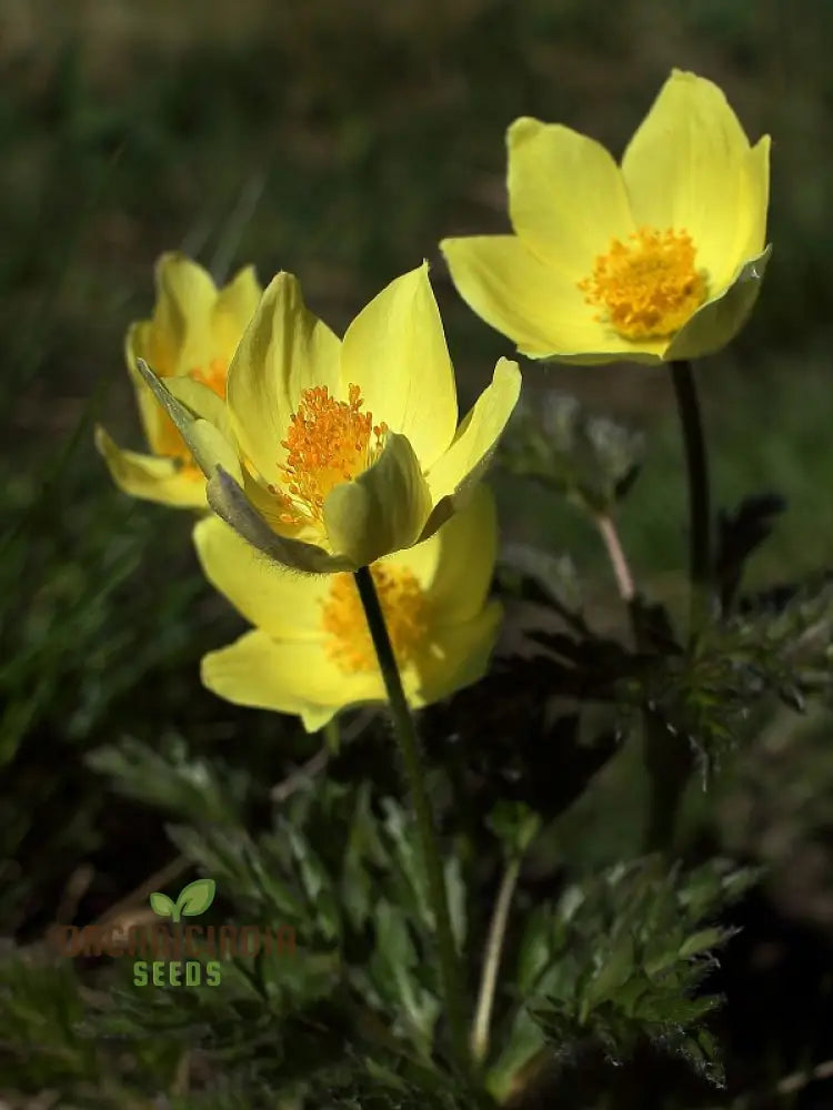 Pulsatilla Alpina Apiifolia Flower Seeds For Planting Alpine Beauty With Delicate Blooms For Your