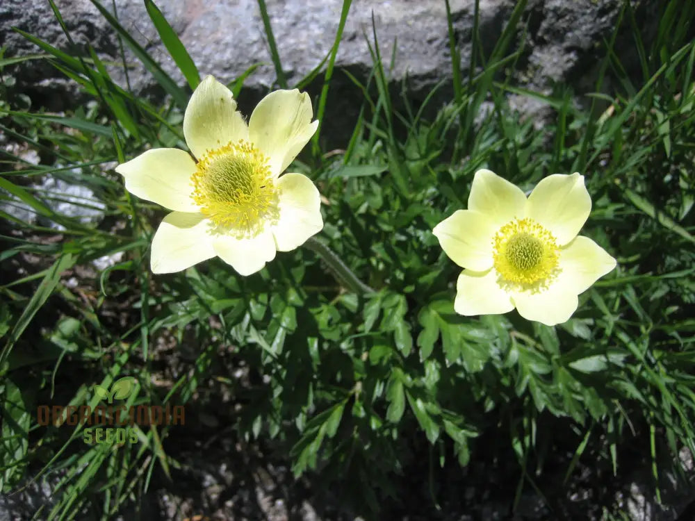 Pulsatilla Alpina Apiifolia Flower Seeds For Planting Alpine Beauty With Delicate Blooms For Your