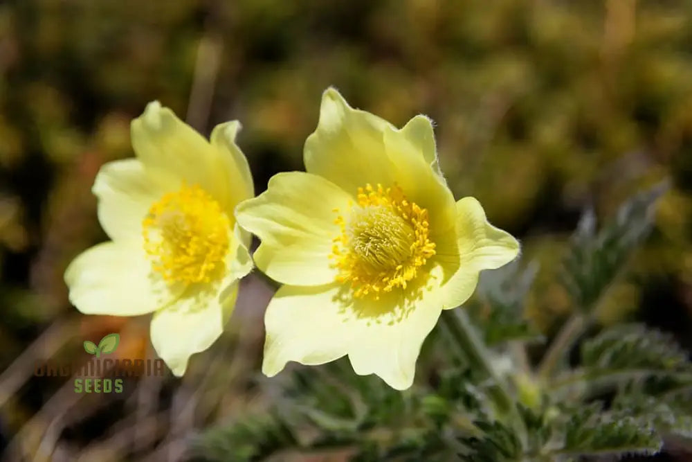 Pulsatilla Alpina Apiifolia Flower Seeds For Planting Alpine Beauty With Delicate Blooms For Your