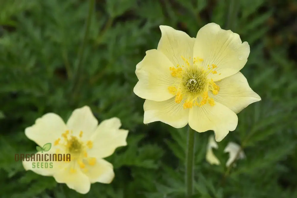 Pulsatilla Alpina Apiifolia Flower Seeds For Planting Alpine Beauty With Delicate Blooms For Your