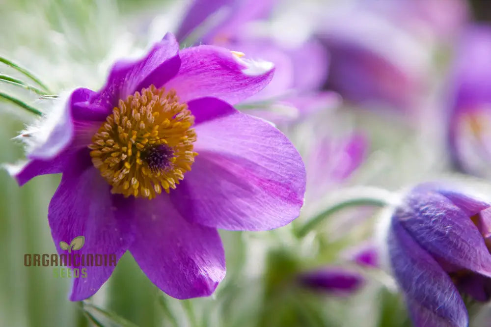 Pulsatilla Ambigua Flower Seeds For Planting Graceful And Hardy Blooms For Your Garden