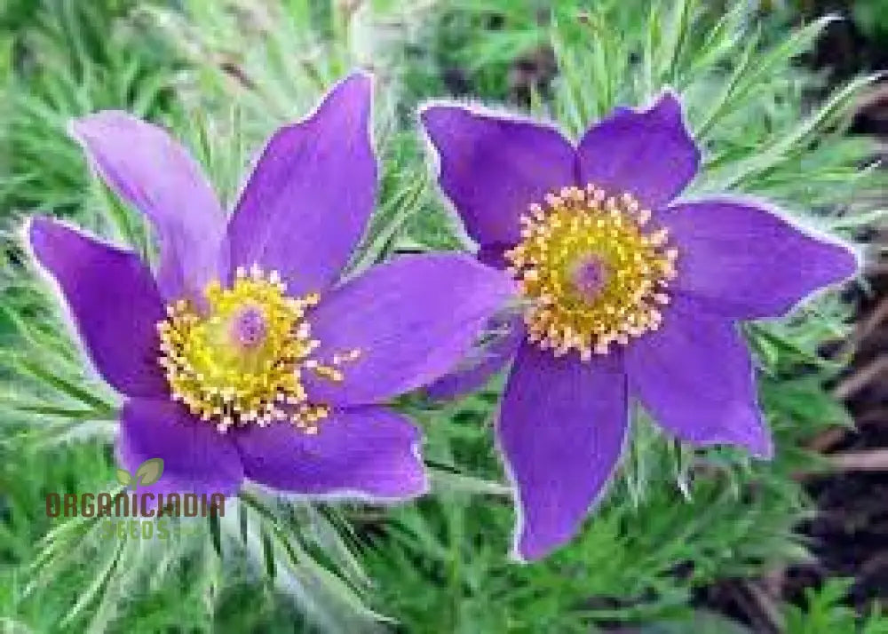 Pulsatilla Ambigua Flower Seeds For Planting Graceful And Hardy Blooms For Your Garden