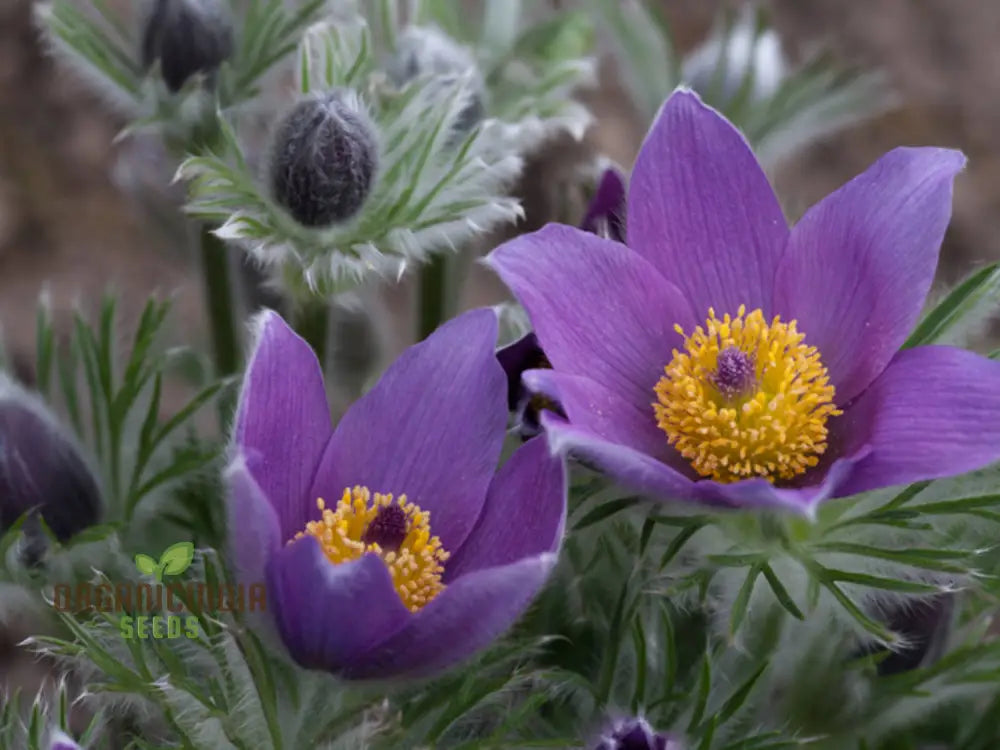 Pulsatilla Ambigua Flower Seeds For Planting Graceful And Hardy Blooms For Your Garden