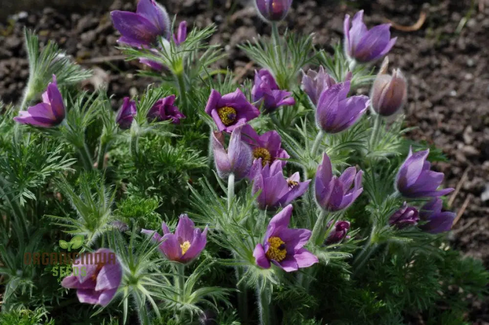 Pulsatilla Ambigua Flower Seeds For Planting Graceful And Hardy Blooms For Your Garden