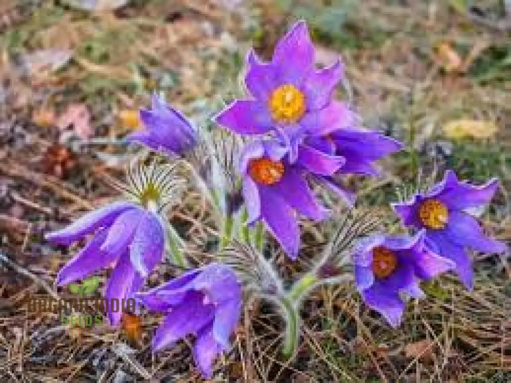 Pulsatilla Campanella Flower Seeds For Planting Delicate Bell-Shaped Blooms For Your Garden