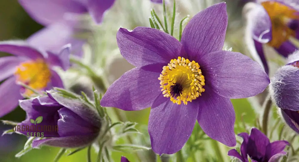 Pulsatilla Campanella Flower Seeds For Planting Delicate Bell-Shaped Blooms For Your Garden