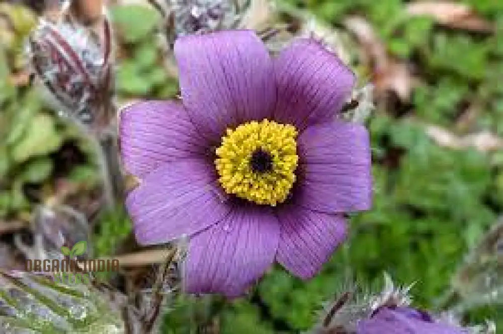 Pulsatilla Campanella Flower Seeds For Planting Delicate Bell-Shaped Blooms For Your Garden