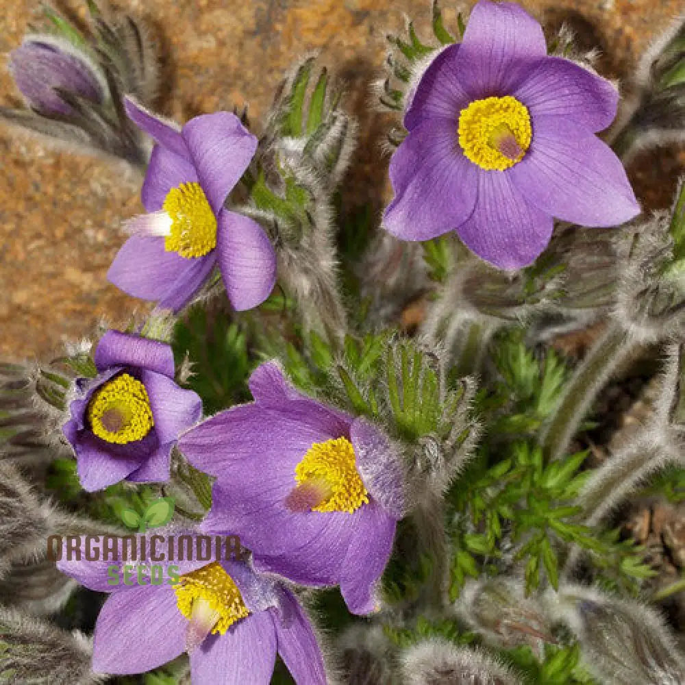 Pulsatilla Campanella Flower Seeds For Planting Delicate Bell-Shaped Blooms For Your Garden