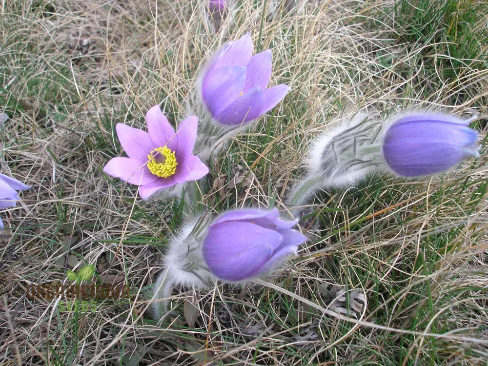 Pulsatilla Grandis Moravica Flower Seeds For Planting Rare And Beautiful Blooms For Your Garden