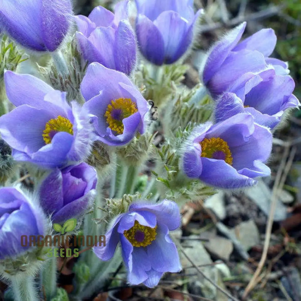 Pulsatilla Grandis Moravica Flower Seeds For Planting Rare And Beautiful Blooms For Your Garden