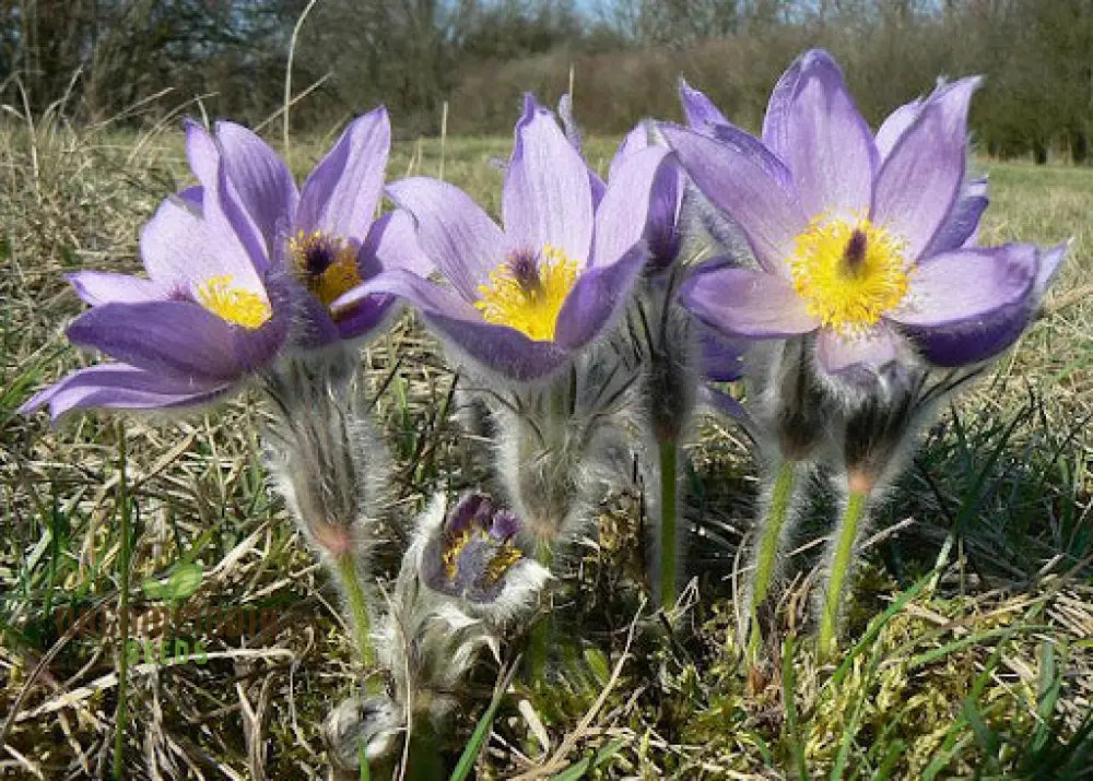 Pulsatilla Grandis Moravica Flower Seeds For Planting Rare And Beautiful Blooms For Your Garden