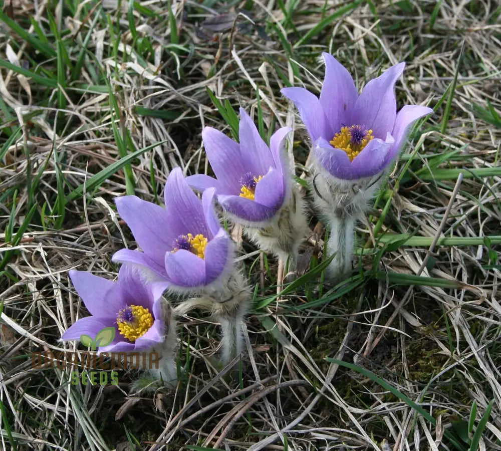 Pulsatilla Grandis Moravica Flower Seeds For Planting Rare And Beautiful Blooms For Your Garden