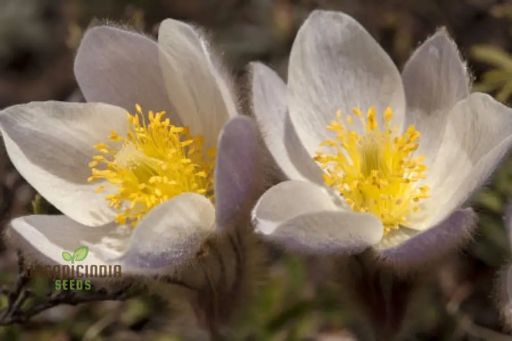 Pulsatilla Vernalis Flower Seeds For Planting Early Spring Blooms For A Vibrant Garden