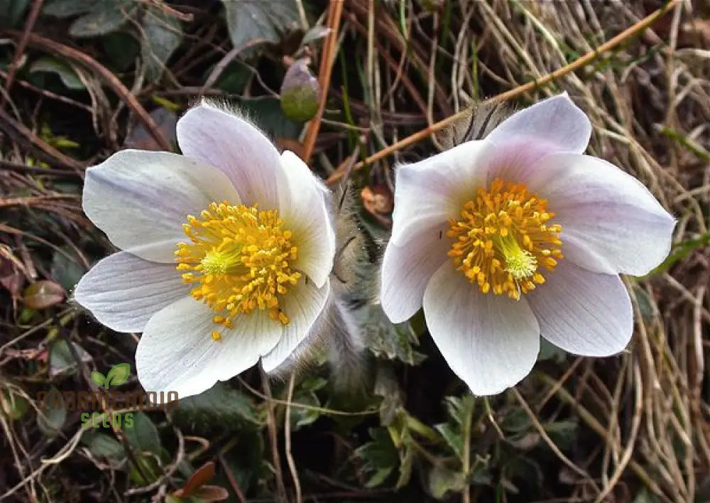 Pulsatilla Vernalis Flower Seeds For Planting Early Spring Blooms For A Vibrant Garden